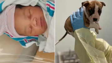 Filhote de pitbull é sacrificada após 'matar' bebê, mas autópsia descarta culpa do cachorro - Reprodução