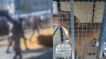Pitbull invade escola e ataca crianças no RJ; seis alunos ficaram feridos - Reprodução/ Instagram
