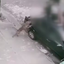 Perigo! Crianças e adolescentes sobem no teto de carro para fugir de cão violento